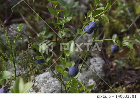 Plump Wild Blueberries Growing in Forest Undergrowth Plump Wild Blueberries Growing in Forest Undergrowth 140632581