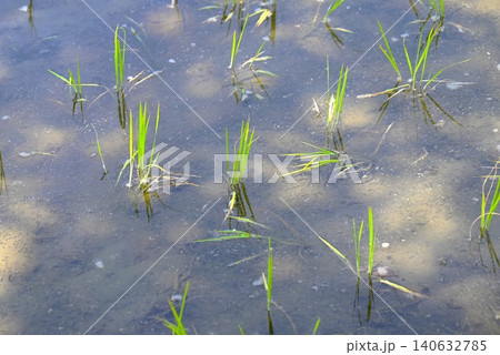 伝統的田植えの光景・イネの手植え作業・レアな光景 伝統的田植えの光景・イネの手植え作業・レアな光景 140632785