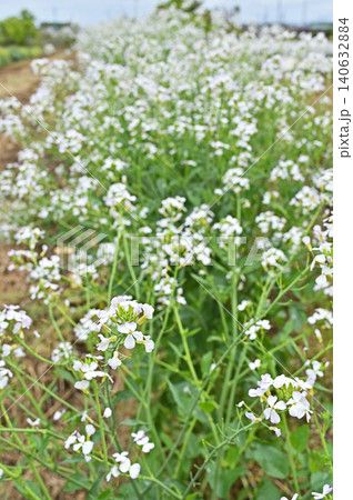 植物:ダイコンの花 アブラナ科 植物:ダイコンの花 アブラナ科 140632884