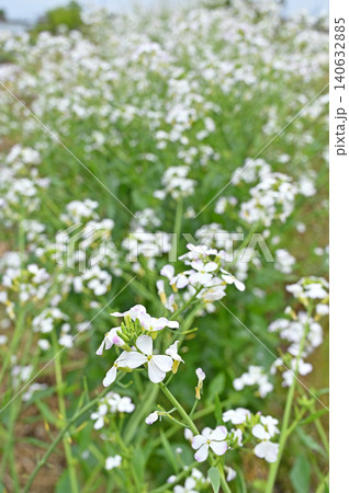 植物：ダイコンの花　アブラナ科 140632885