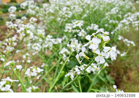植物:ダイコンの花 アブラナ科 植物:ダイコンの花 アブラナ科 140632886