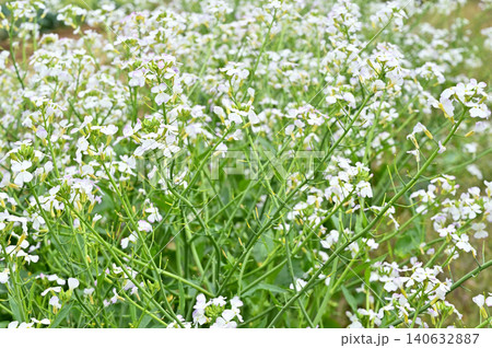 植物:ダイコンの花 アブラナ科 植物:ダイコンの花 アブラナ科 140632887