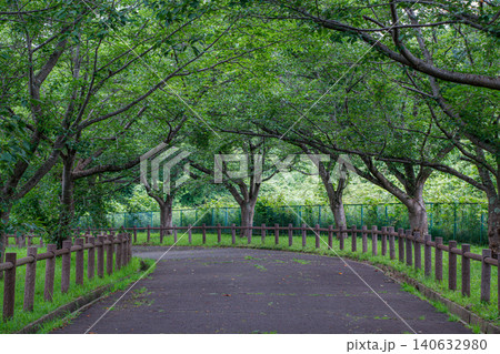 緑のトンネルが続くさくらやま公園の遊歩道 緑のトンネルが続くさくらやま公園の遊歩道 140632980