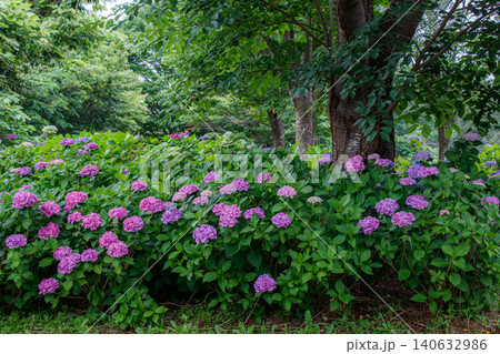 新緑の木々と紫陽花が彩る公園風景 新緑の木々と紫陽花が彩る公園風景 140632986