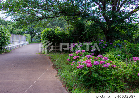 さくらやま公園の小道に咲く紫陽花 さくらやま公園の小道に咲く紫陽花 140632987