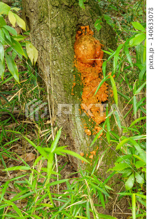 切り株に生えた樹液風のキノコ 切り株に生えた樹液風のキノコ 140633078