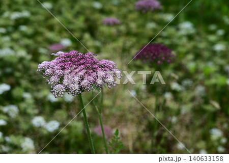 ダウカス ダーラの花・ブラックレースフラワー・ノラニンジン・アン女王のレース 140633158