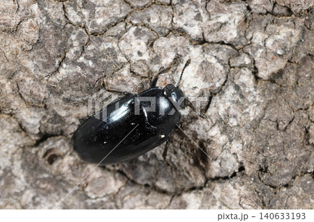 生き物 昆虫 ルリオオキノコ、名前は瑠璃色をしたオオキノコムシ科の昆虫と言う意味 生き物 昆虫 ルリオオキノコ、名前は瑠璃色をしたオオキノコムシ科の昆虫と言う意味 140633193