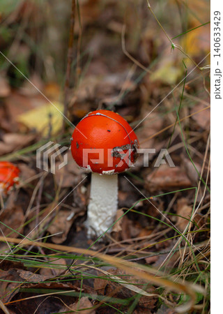 Wild Forest Mushrooms Red Fly Agaric growing on the forest floor among moss fallen leaves and natural woodland vegetation. Concept of exploration discovery outdoor autumn Wild Forest Mushrooms Red Fly Agaric growing on the forest floor among moss fallen leaves and natural woodland vegetation. Concept of exploration discovery outdoor autumn 140633429