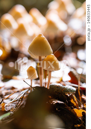 Small white mushrooms growing on the forest floor among moss fallen leaves and natural woodland vegetation. Surrounded by forest undergrowth soil twigs mushrooms create classic woodland atmosphere Small white mushrooms growing on the forest floor among moss fallen leaves and natural woodland vegetation. Surrounded by forest undergrowth soil twigs mushrooms create classic woodland atmosphere 140633445