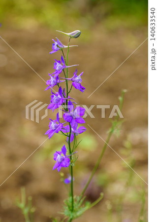 春の野に咲くチドリソウの花 春の野に咲くチドリソウの花 140633540