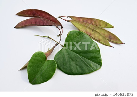 ハナズオウ・花蘇芳・花後に豆果が出来 褐色に熟する・中国原産の落葉低木 ハナズオウ・花蘇芳・花後に豆果が出来 褐色に熟する・中国原産の落葉低木 140633872