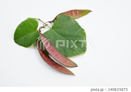 ハナズオウ・花蘇芳・花後に豆果が出来 褐色に熟する・中国原産の落葉低木 ハナズオウ・花蘇芳・花後に豆果が出来 褐色に熟する・中国原産の落葉低木 140633873