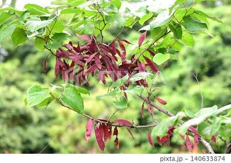 ハナズオウ・花蘇芳・花後に豆果が出来 褐色に熟する・中国原産の落葉低木 ハナズオウ・花蘇芳・花後に豆果が出来 褐色に熟する・中国原産の落葉低木 140633874