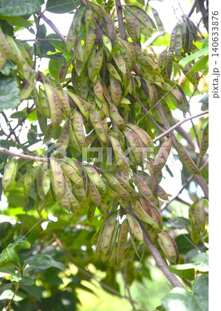 ハナズオウ・花蘇芳・花後に豆果が出来 褐色に熟する・中国原産の落葉低木 ハナズオウ・花蘇芳・花後に豆果が出来 褐色に熟する・中国原産の落葉低木 140633876