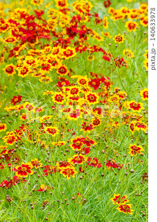 鮮やかな色のハルシャギクの花 鮮やかな色のハルシャギクの花 140633978