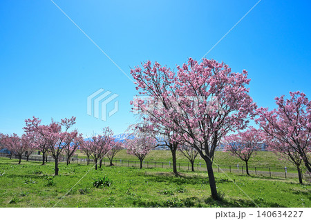 満開の八重桜が咲く謙信公園(新潟県上越市) 満開の八重桜が咲く謙信公園(新潟県上越市) 140634227