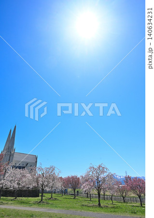 満開の八重桜が咲く謙信公園（新潟県上越市） 140634231