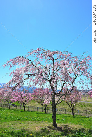 満開の八重桜が咲く謙信公園(新潟県上越市) 満開の八重桜が咲く謙信公園(新潟県上越市) 140634235