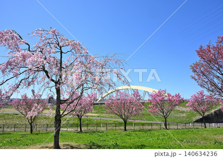 満開の八重桜が咲く謙信公園(新潟県上越市) 満開の八重桜が咲く謙信公園(新潟県上越市) 140634236