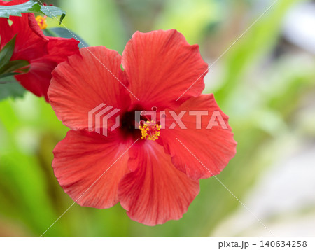 ハイビスカスの花 ハイビスカスの花 140634258