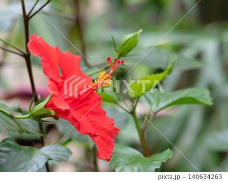 ハイビスカスの花　 140634263
