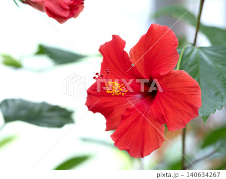 ハイビスカスの花　 140634267