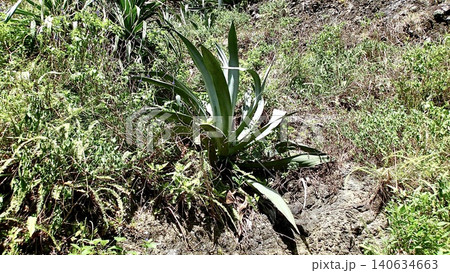 東京都小笠原諸島父島のトレッキングコースに自生する植物 東京都小笠原諸島父島のトレッキングコースに自生する植物 140634663