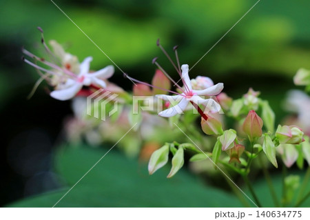 甘い紅茶のような香りを放つクサギの花 甘い紅茶のような香りを放つクサギの花 140634775
