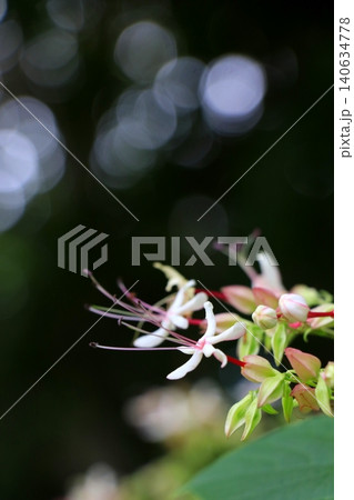甘い紅茶のような香りを放つクサギの花 甘い紅茶のような香りを放つクサギの花 140634778