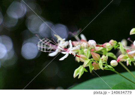 甘い紅茶のような香りを放つクサギの花 甘い紅茶のような香りを放つクサギの花 140634779