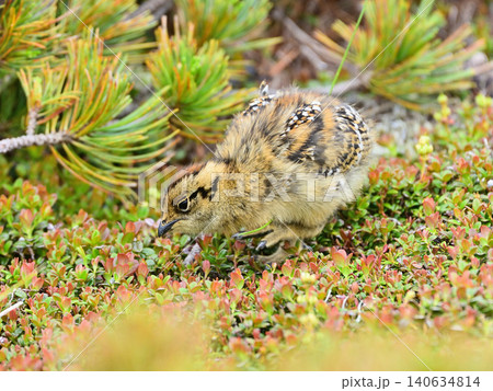 新芽をついばんで歩く雷鳥のヒナ 新芽をついばんで歩く雷鳥のヒナ 140634814