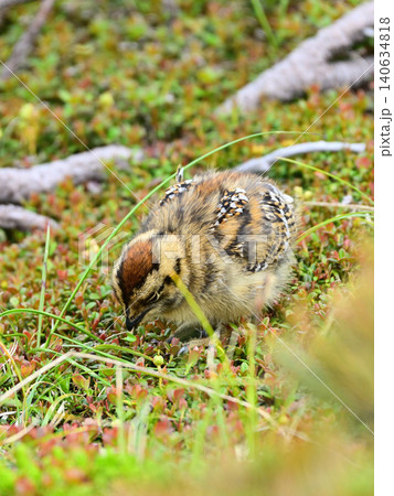 新芽をついばんで歩く雷鳥のヒナ 新芽をついばんで歩く雷鳥のヒナ 140634818