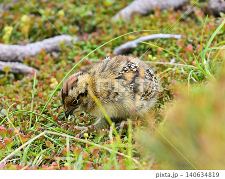 新芽をついばんで歩く雷鳥のヒナ 新芽をついばんで歩く雷鳥のヒナ 140634819