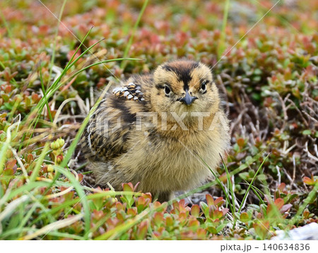 雷鳥のヒナの全身アップ 雷鳥のヒナの全身アップ 140634836
