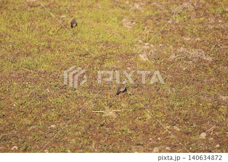 田んぼに集まるタヒバリ 田んぼに集まるタヒバリ 140634872