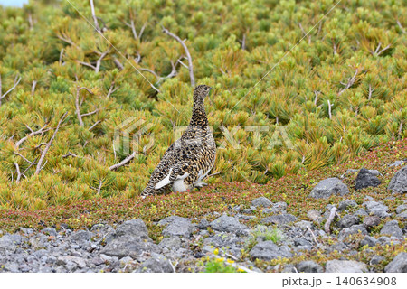 ガレ場を歩く雷鳥のメス ガレ場を歩く雷鳥のメス 140634908