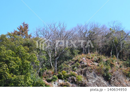 植林されて美しかった山には竹藪が広がり、荒廃が進む 140634950