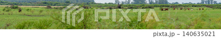 Panoramic image of a pampa plain with grazing holando cows. 140635021