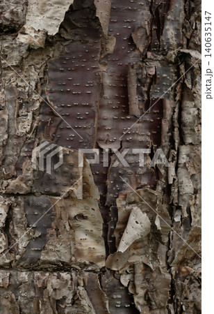 Brown trunk with torn bark. Dark background. Screen background concept Brown trunk with torn bark. Dark background. Screen background concept 140635147