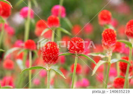 赤い千日紅の花 赤い千日紅の花 140635219