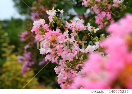 ピンク色の可愛いサルスベリの花 ピンク色の可愛いサルスベリの花 140635223