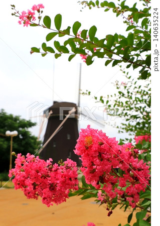 赤いサルスベリの花 赤いサルスベリの花 140635224