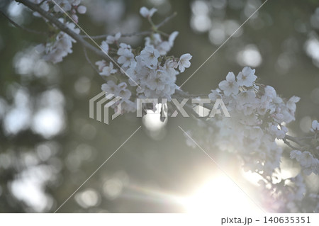 満開の桜が咲く松ヶ峰(新潟県上越市) 満開の桜が咲く松ヶ峰(新潟県上越市) 140635351