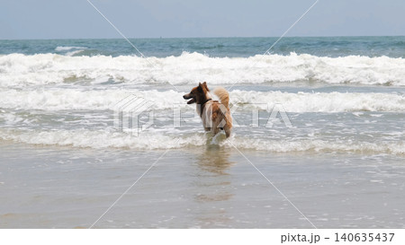 Happy dog running and splashing in shallow sea waves on a sunny tropical sandy beach. Pet vacation concept Happy dog running and splashing in shallow sea waves on a sunny tropical sandy beach. Pet vacation concept 140635437
