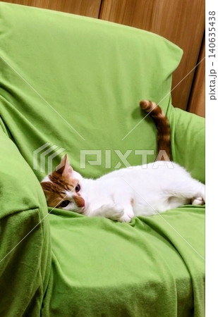 ソファの上で脱力してぐったりと横たわる猫 ソファの上で脱力してぐったりと横たわる猫 140635438
