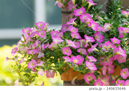 Blooming pink petunia flowers hanging pots lush green foliage creating vibrant ornamental garden display full of natural color freshness Blooming pink petunia flowers hanging pots lush green foliage creating vibrant ornamental garden display full of natural color freshness 140635646