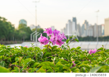 Pink bougainvillea flowers blooming above green foliage soft city skyline background blending urban landscape natural beauty daylight Pink bougainvillea flowers blooming above green foliage soft city skyline background blending urban landscape natural beauty daylight 140635659