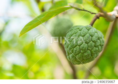 Green custard apple growing tree branch surrounded by lush leaves highlighting fresh tropical fruit cultivation natural organic farming Green custard apple growing tree branch surrounded by lush leaves highlighting fresh tropical fruit cultivation natural organic farming 140635667