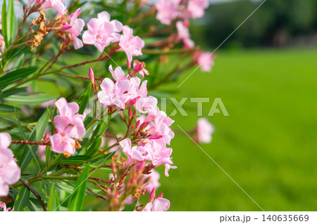 Soft pink oleander blossoms blooming among green leaves blurred natural background creating fresh floral garden atmosphere seasonal beauty Soft pink oleander blossoms blooming among green leaves blurred natural background creating fresh floral garden atmosphere seasonal beauty 140635669